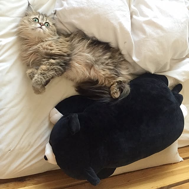 butachanさんの実例写真