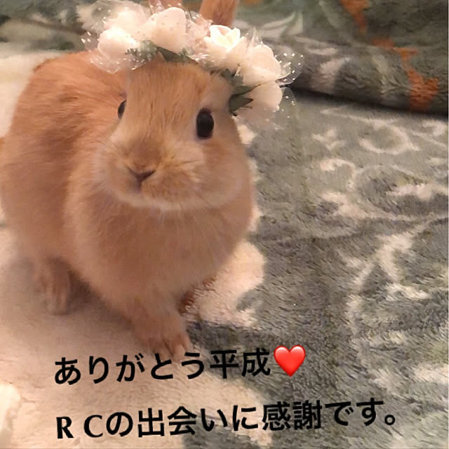pikarunさんの実例写真