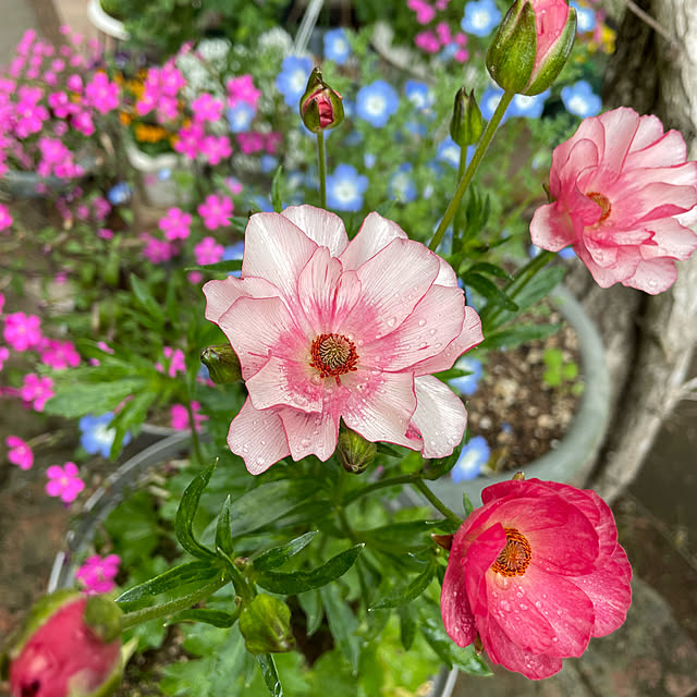 natsumiさんの実例写真