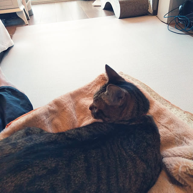 futukoさんの実例写真