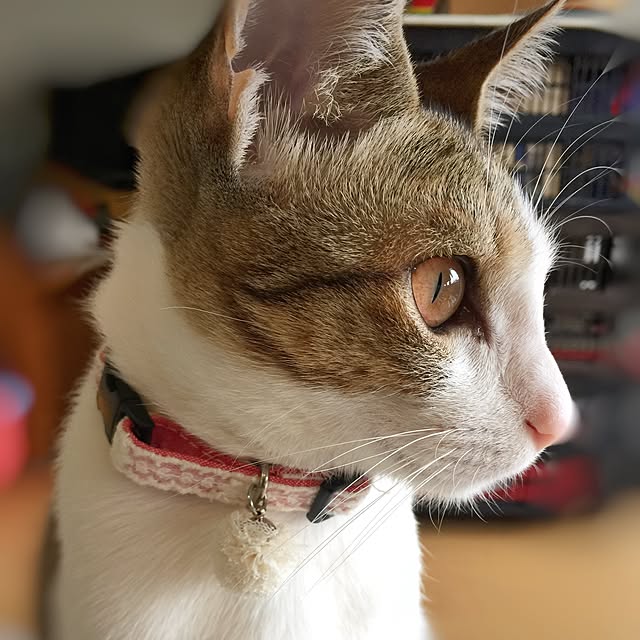 eucharisさんの実例写真