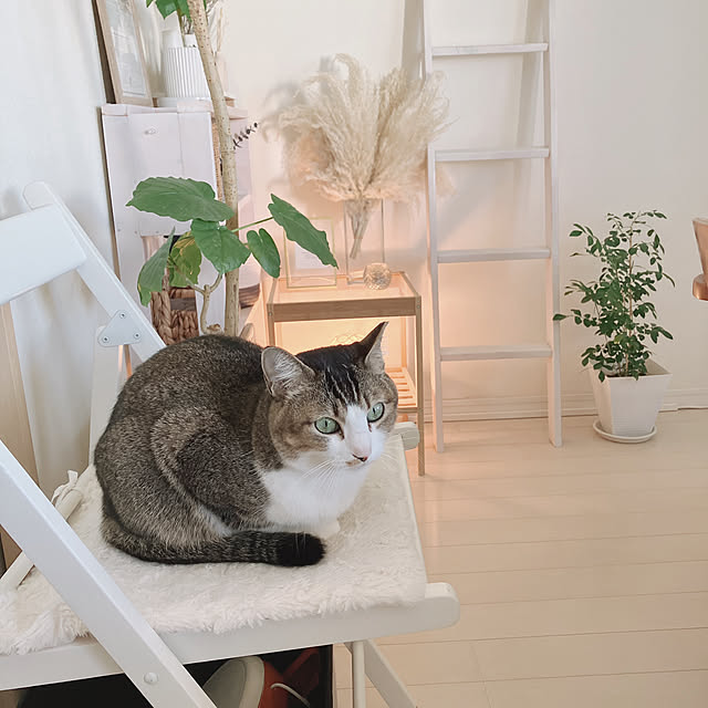 nekomiさんの実例写真