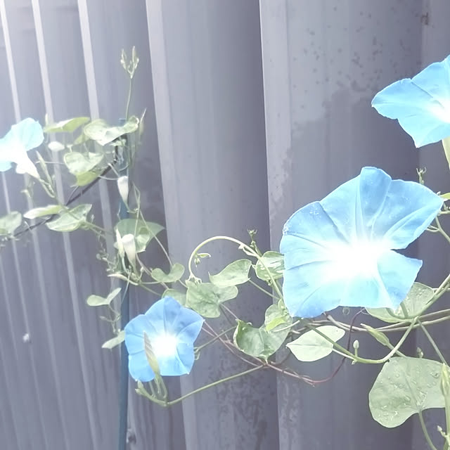 kiraさんの実例写真