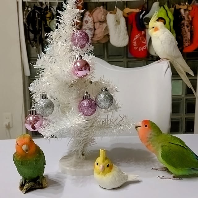 toratanさんの実例写真