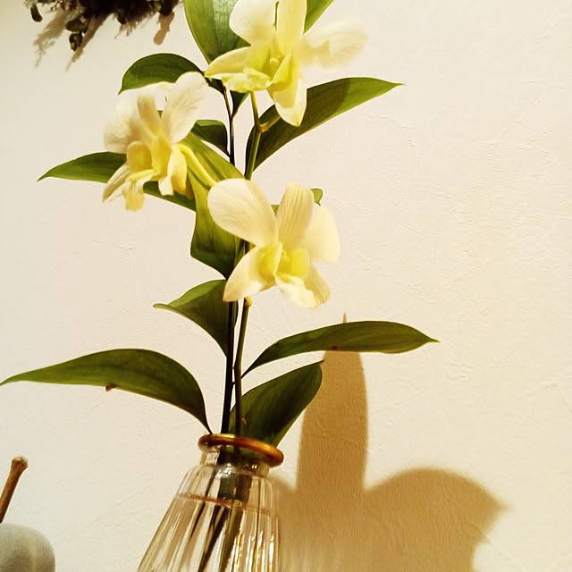 玄関/入り口/観葉植物/カフェ風/雑貨のインテリア実例 - 2021-12-17 00:21:55