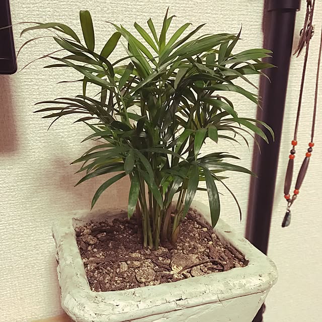 oriさんの実例写真