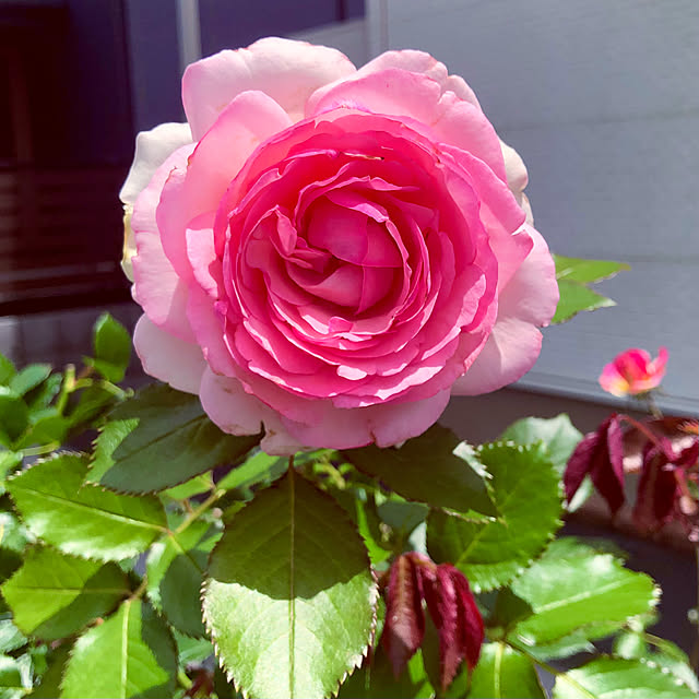 tomoさんの部屋