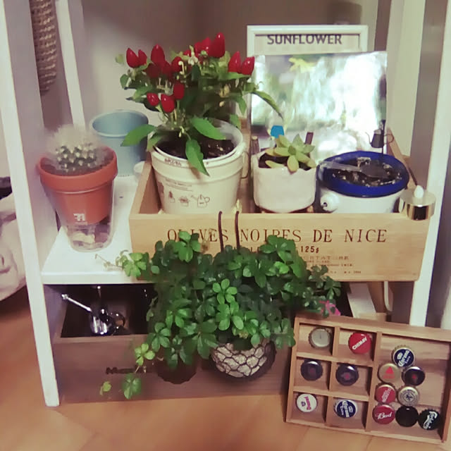 部屋全体/観葉植物のインテリア実例 - 2017-10-20 17:54:24