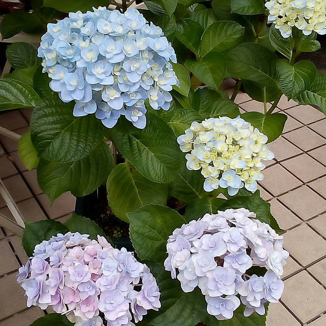 mariagardenさんの実例写真