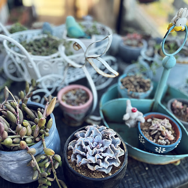 CoCo0617さんの部屋