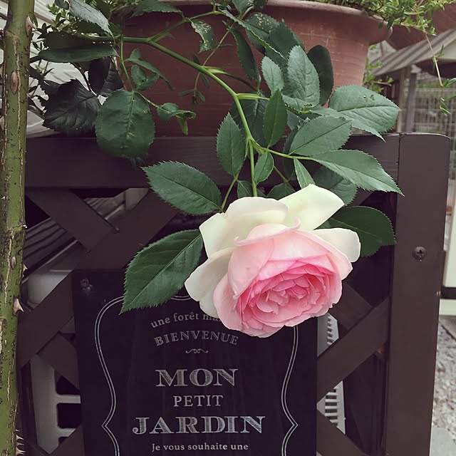 mgardenさんの実例写真