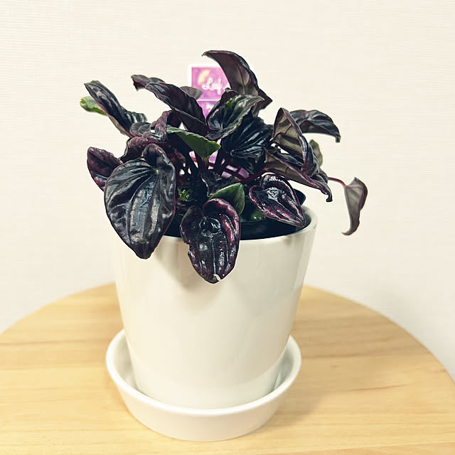 yoyoyoさんの実例写真