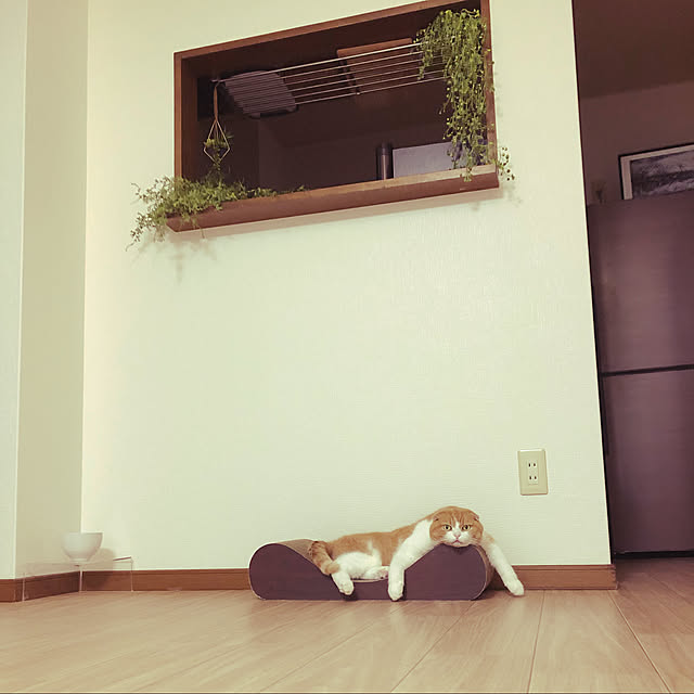 nekosikaさんの実例写真