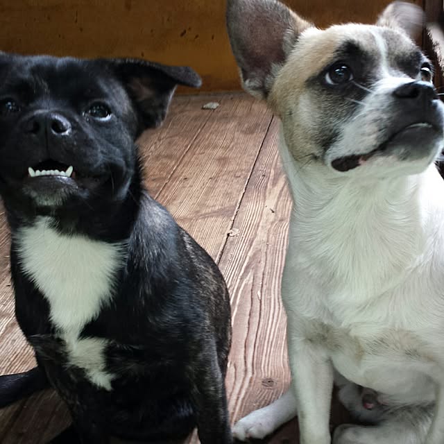 MINIさんの実例写真