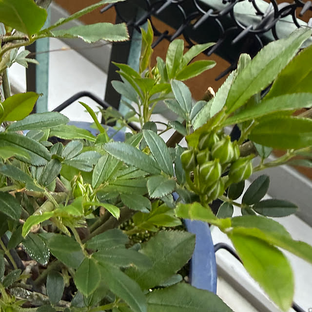 Aqettyさんの部屋