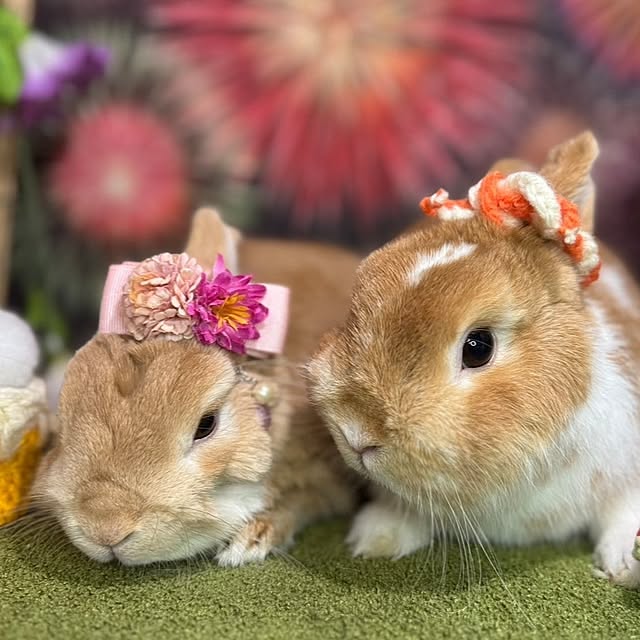 aiさんの実例写真