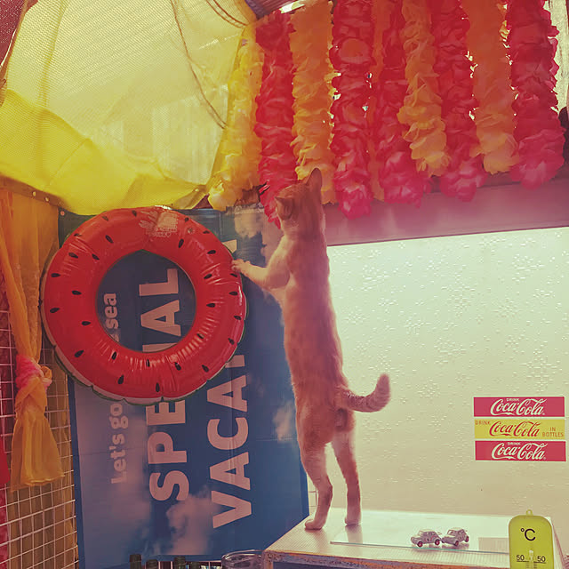 happyさんの実例写真