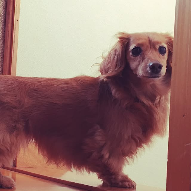 sakuさんの実例写真