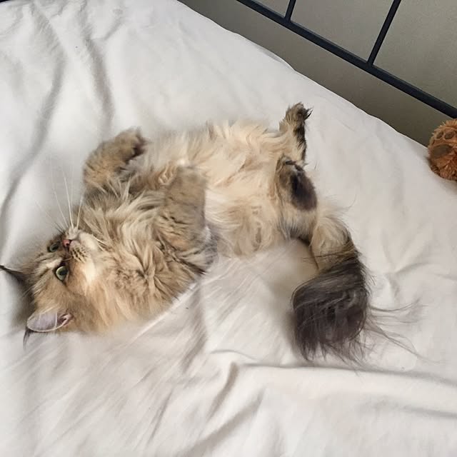 butachanさんの実例写真