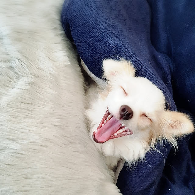 366さんの実例写真