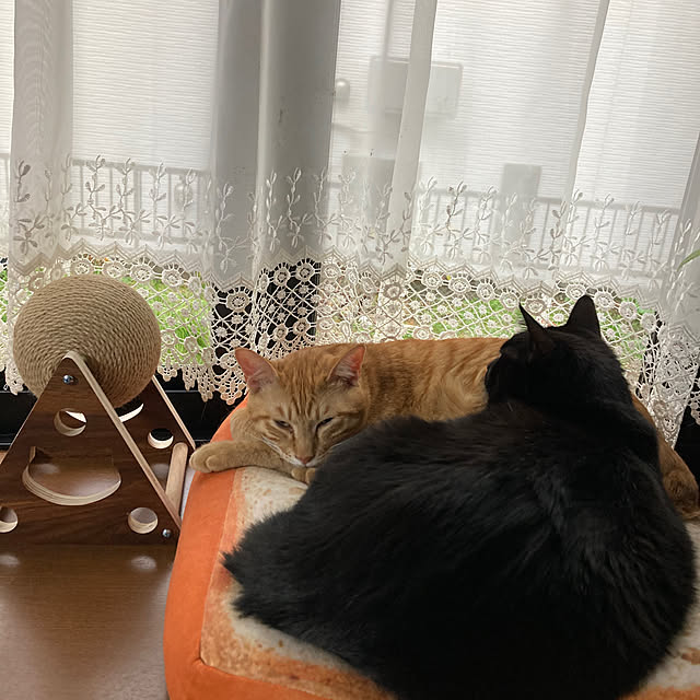 kirakirahoshiさんの実例写真