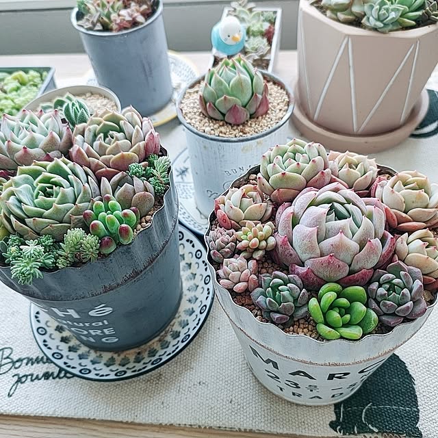 cocomintさんの実例写真