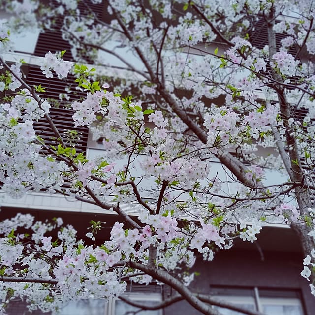 shinkoukei-hahaさんの部屋