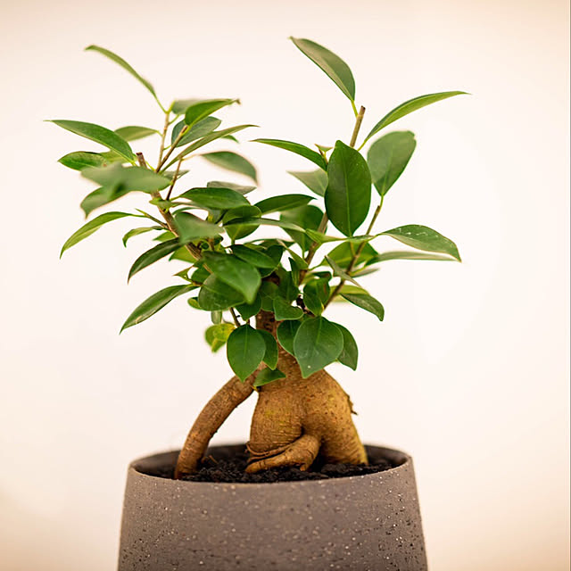 観葉植物/リビングのインテリア実例 - 2022-03-19 21:03:40