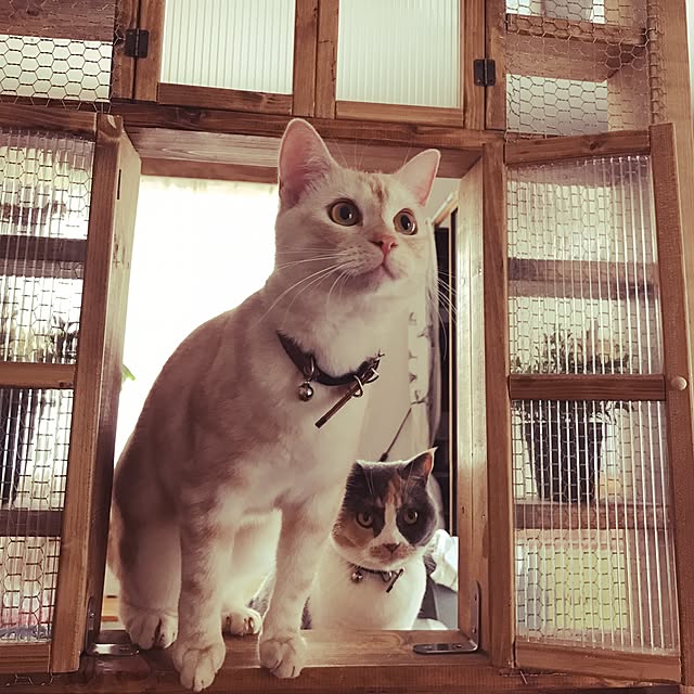 bambi_eyeさんの実例写真