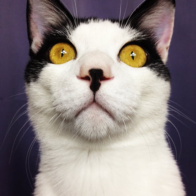 maskcatさんの実例写真