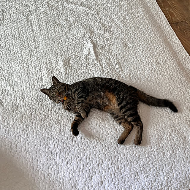 puu.tuuliさんの部屋