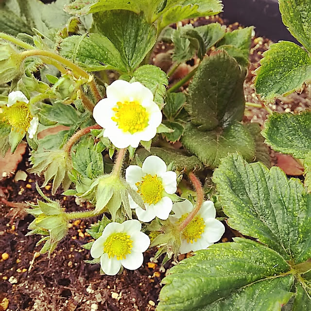 sunflowerさんの実例写真