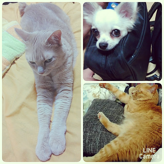nana.maroさんの実例写真