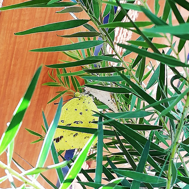 kazuさんの実例写真