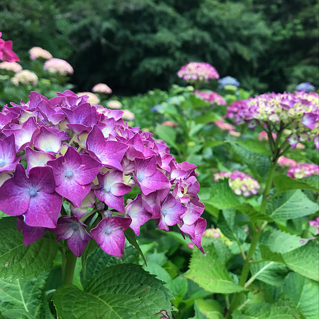 実例写真