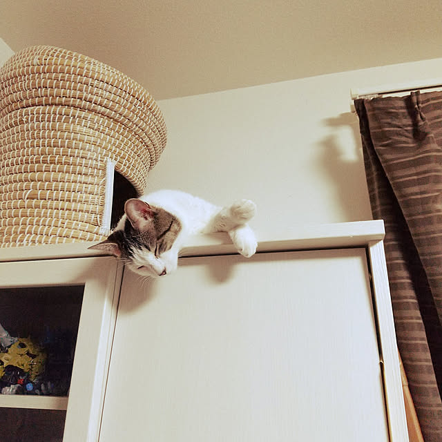Mikaさんの実例写真