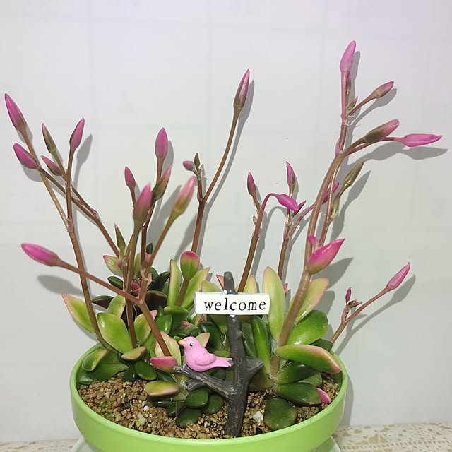 katさんの部屋