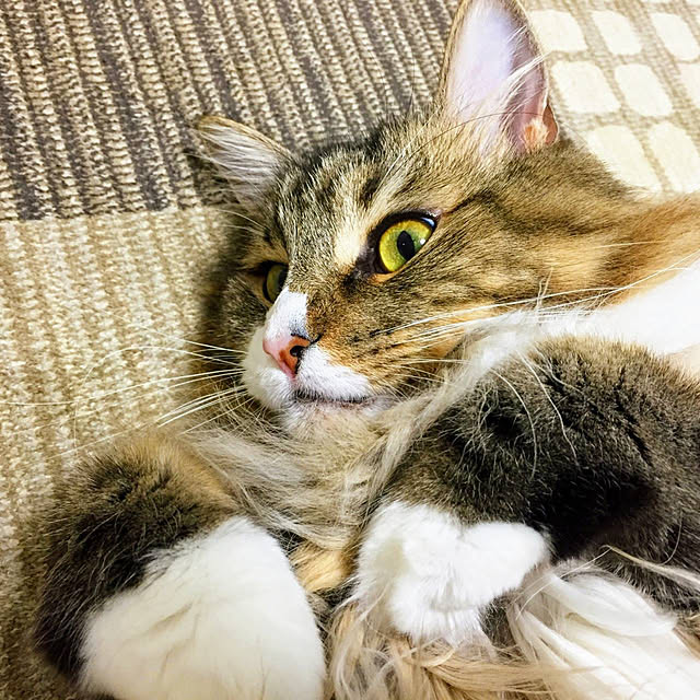 実例写真