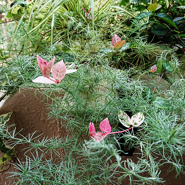 asaさんの実例写真