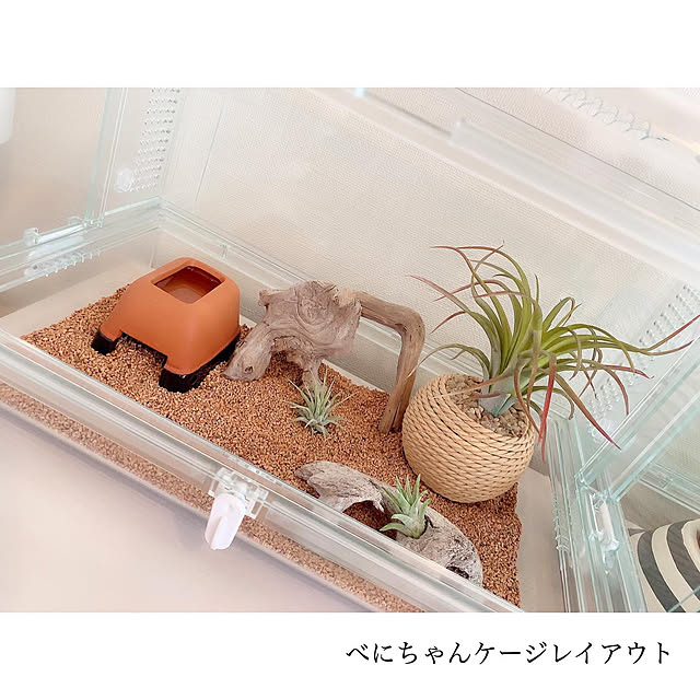 流木 爬虫類のおしゃれなアレンジ・飾り方のインテリア実例 流木 爬虫類のおしゃれなアレンジ・飾り方のインテリア実例