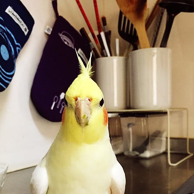 toratanさんの実例写真
