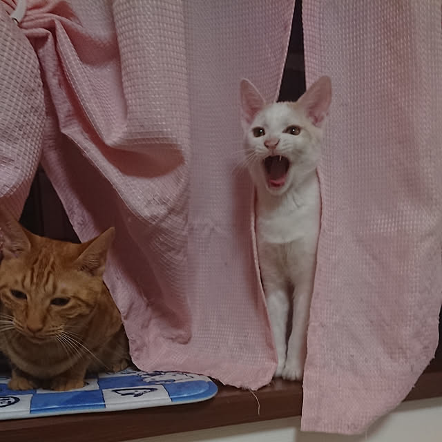 muuchanさんの実例写真