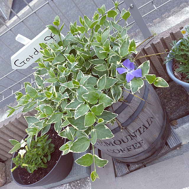 merokoさんの実例写真