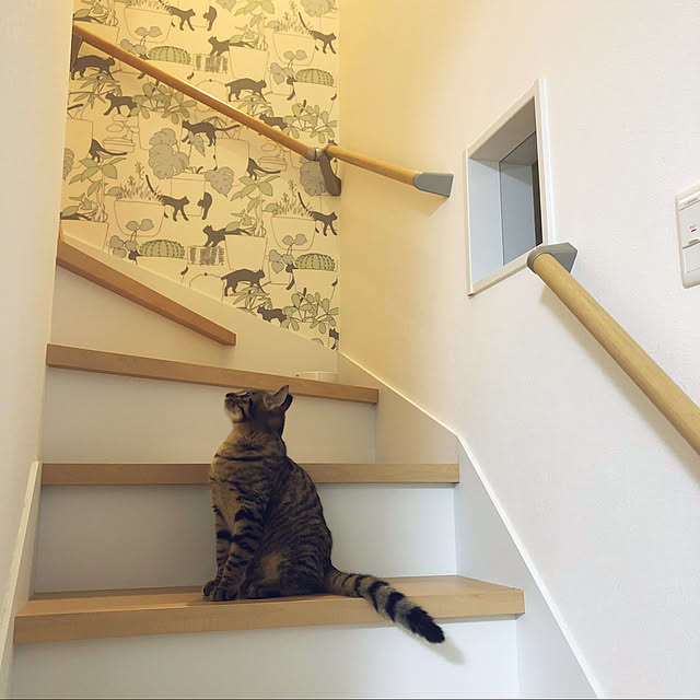 Tomcatさんの実例写真