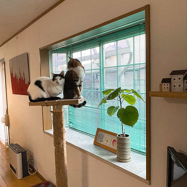 nobikoさんの実例写真