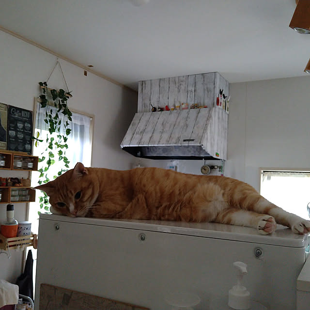 koromaroさんの実例写真