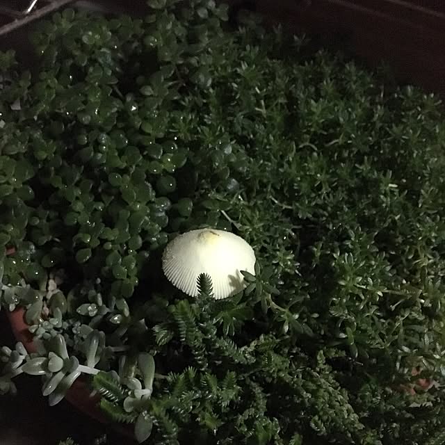 CHIROさんの実例写真