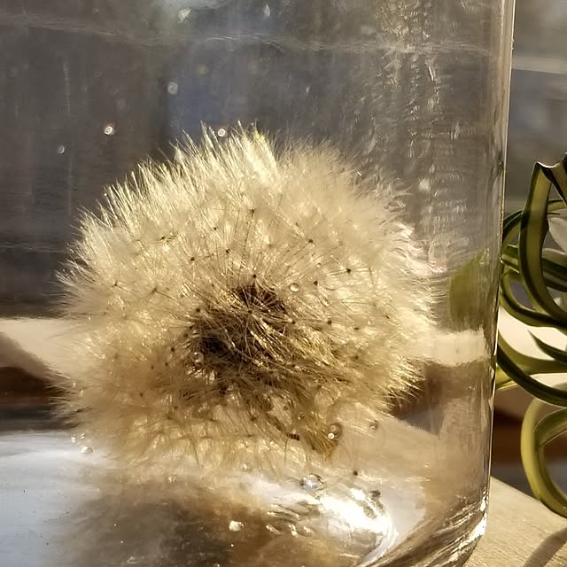 midoriさんの実例写真