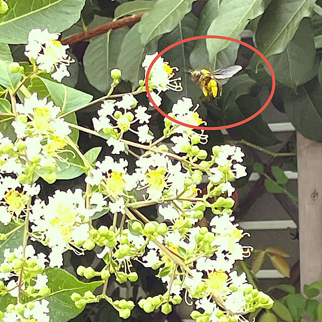 seiseiさんの部屋
