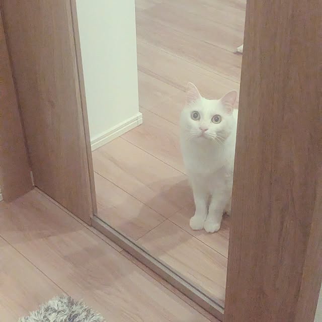 nekocatさんの実例写真